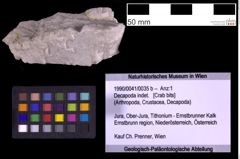 Foto (Objekt + Etiketten) von Decapoda indet. (NHMW-GEO-1990-0041-0035b)